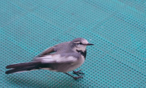 今日も遊びに来たセキレイ