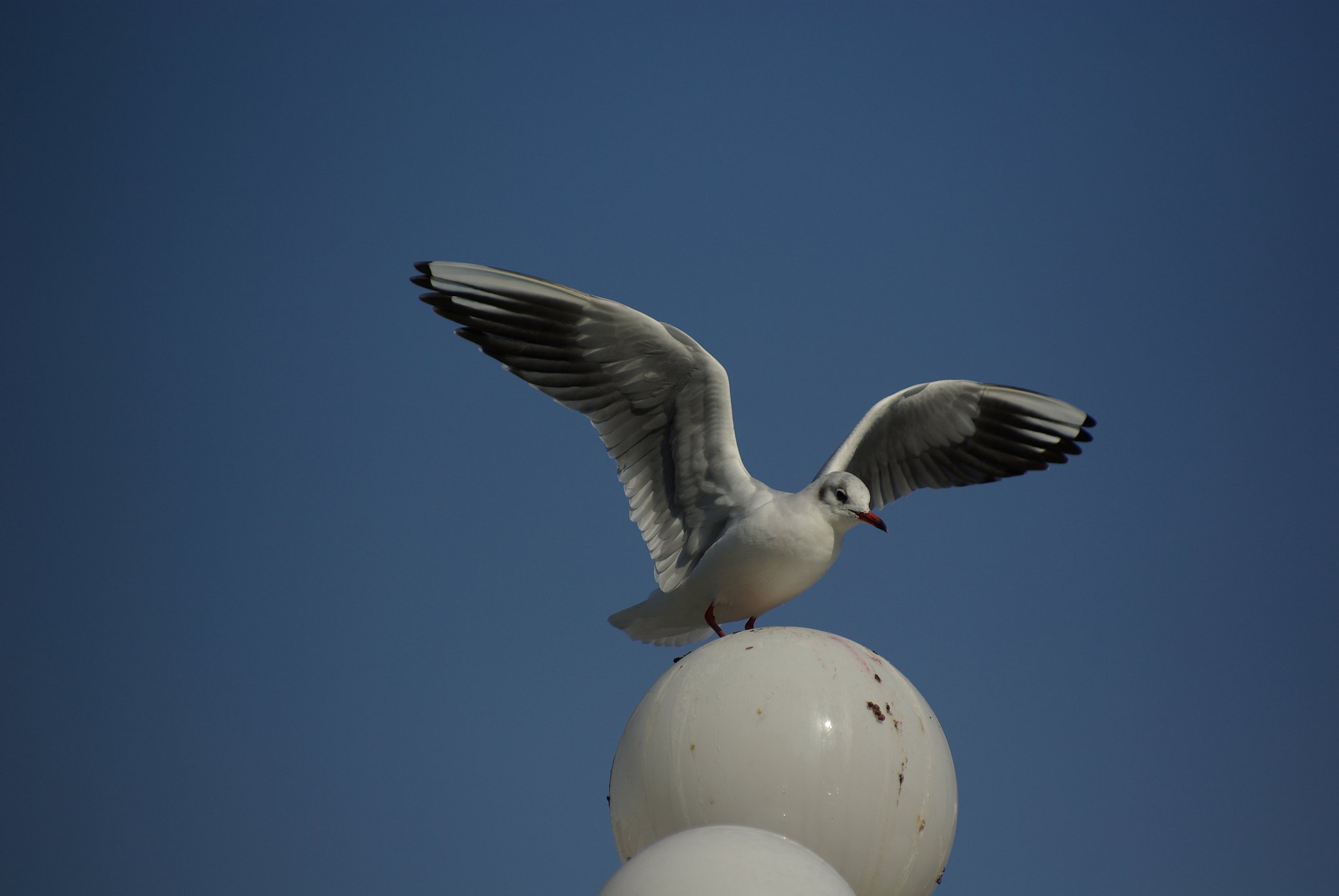 Gull wings