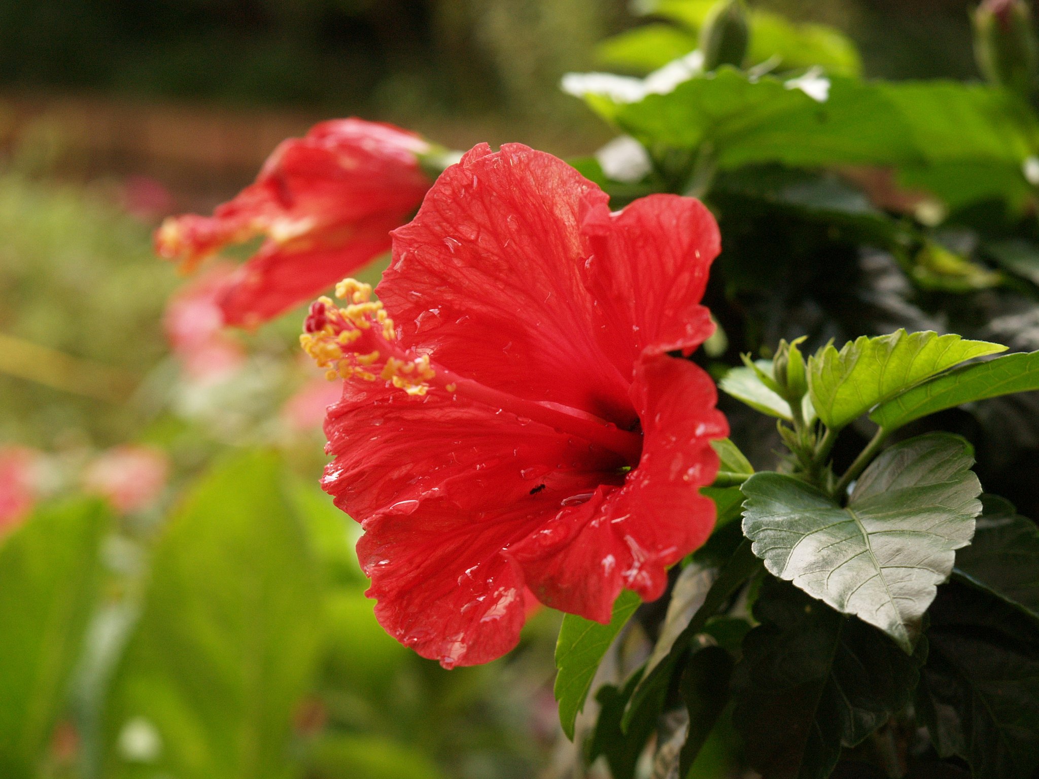 お花