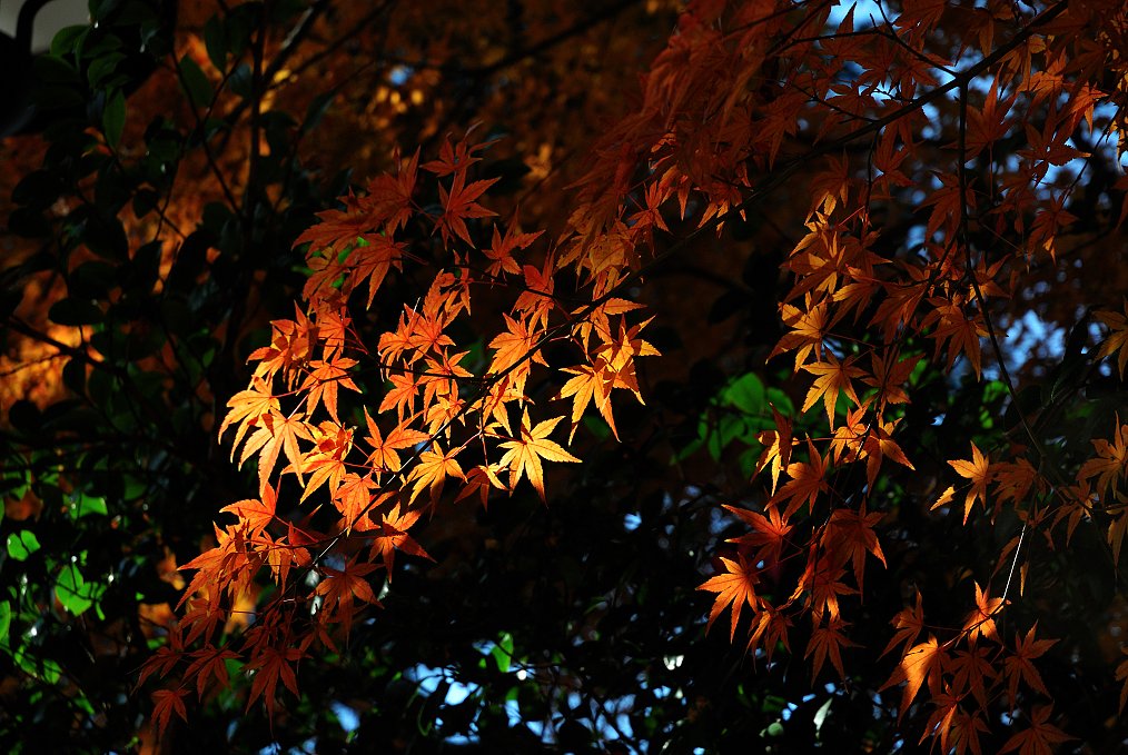 紅葉　ホントの終わり