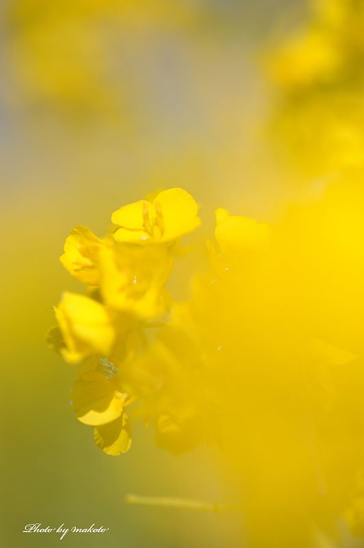 菜の花・・・