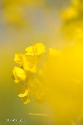菜の花・・・