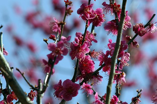 紅梅の【赤】 森林公園にて