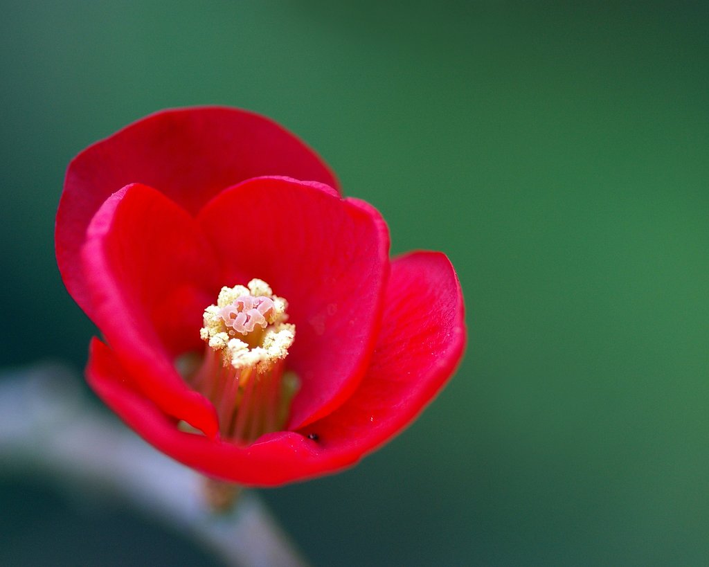 ボケの花