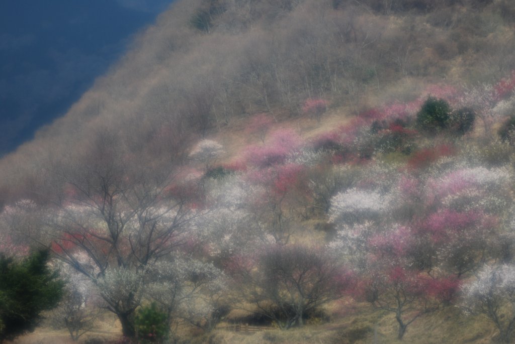 湯河原梅林