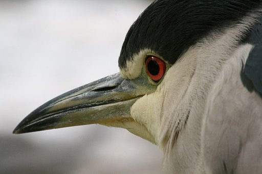 どんな鳥でしょう？