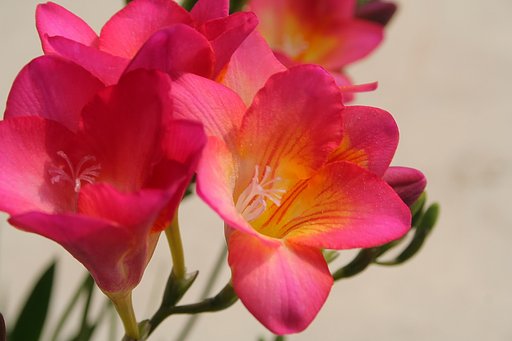 薄紅色のフリージア
