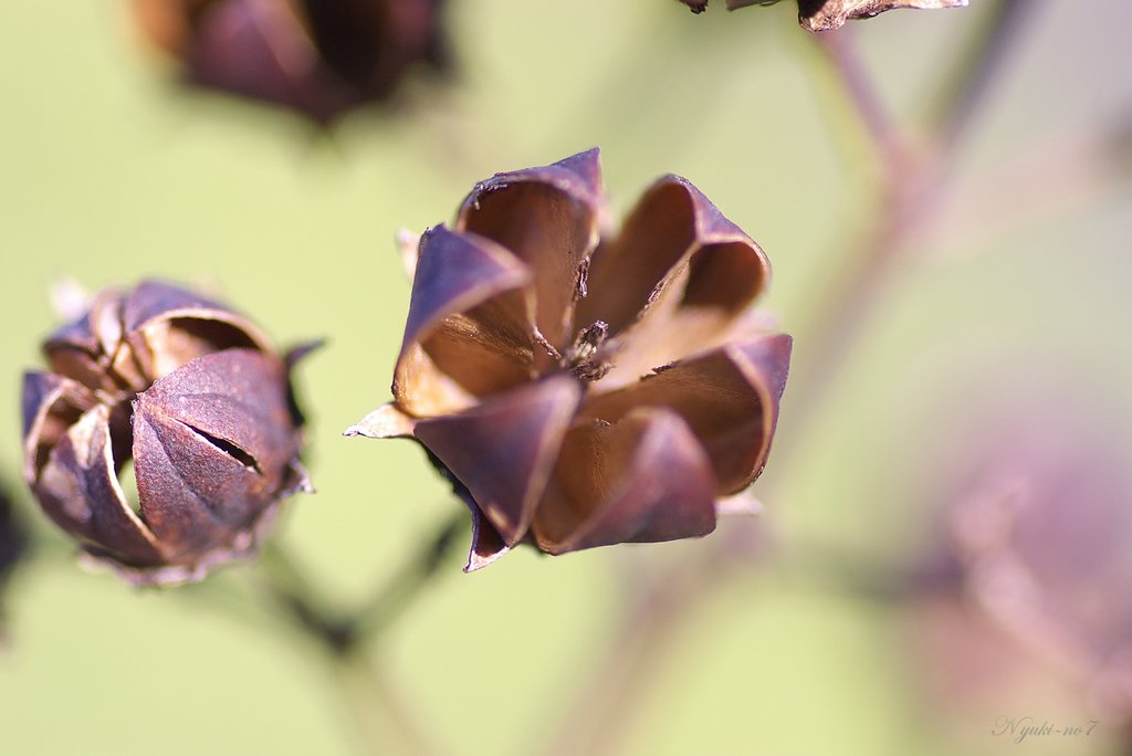百日紅Lagerstroemia indicaの果