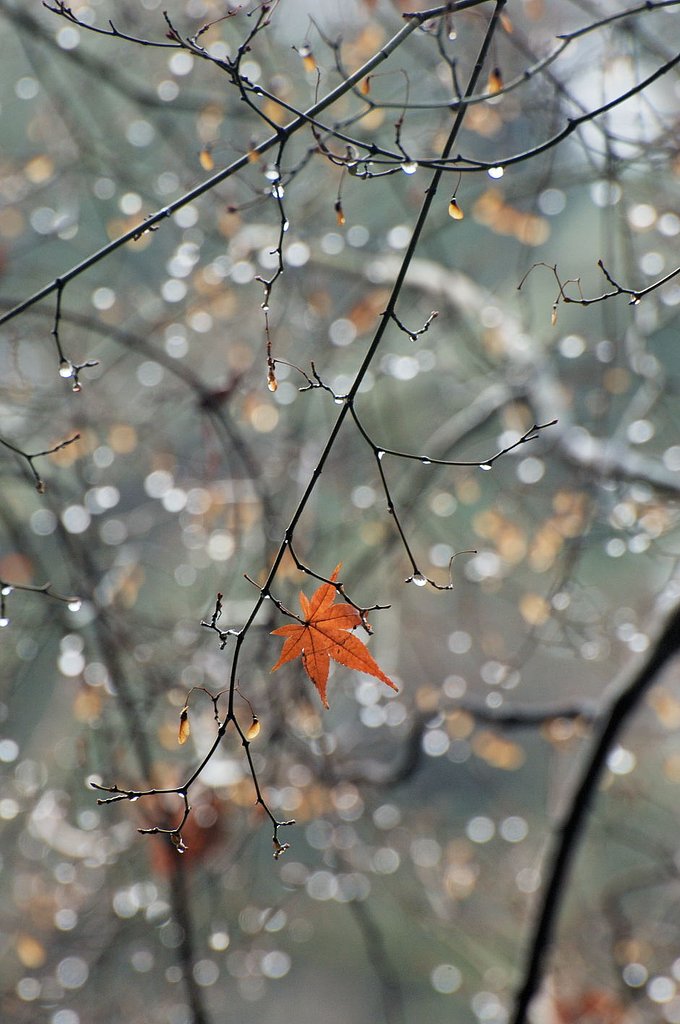 最後の紅葉