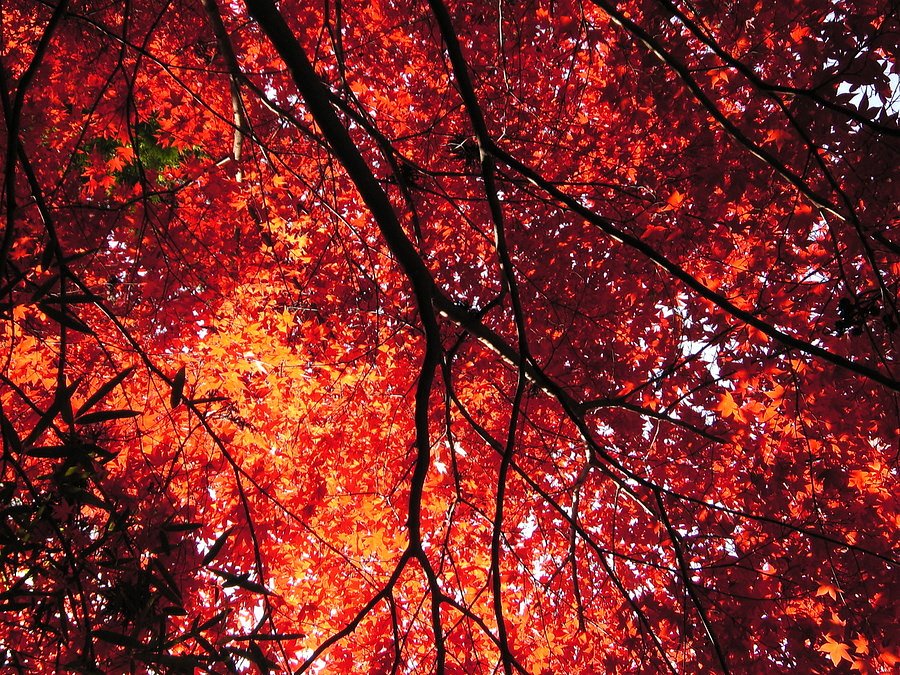 多摩御陵の紅葉です。
