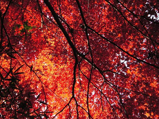 多摩御陵の紅葉です。