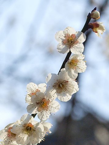 春ですね