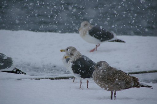 カモメの正月