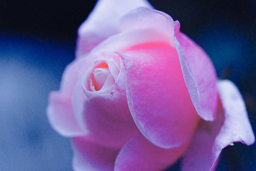薔薇