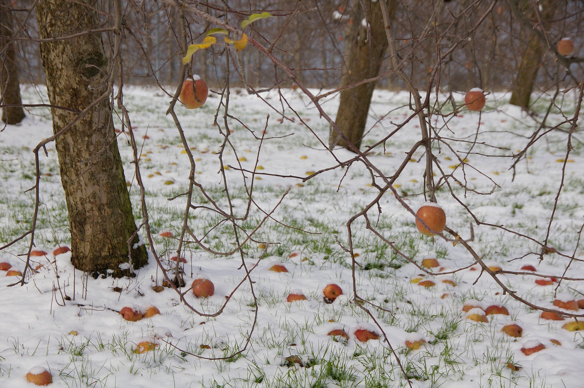 雪林檎