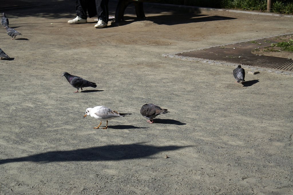 【街】公園のハト？