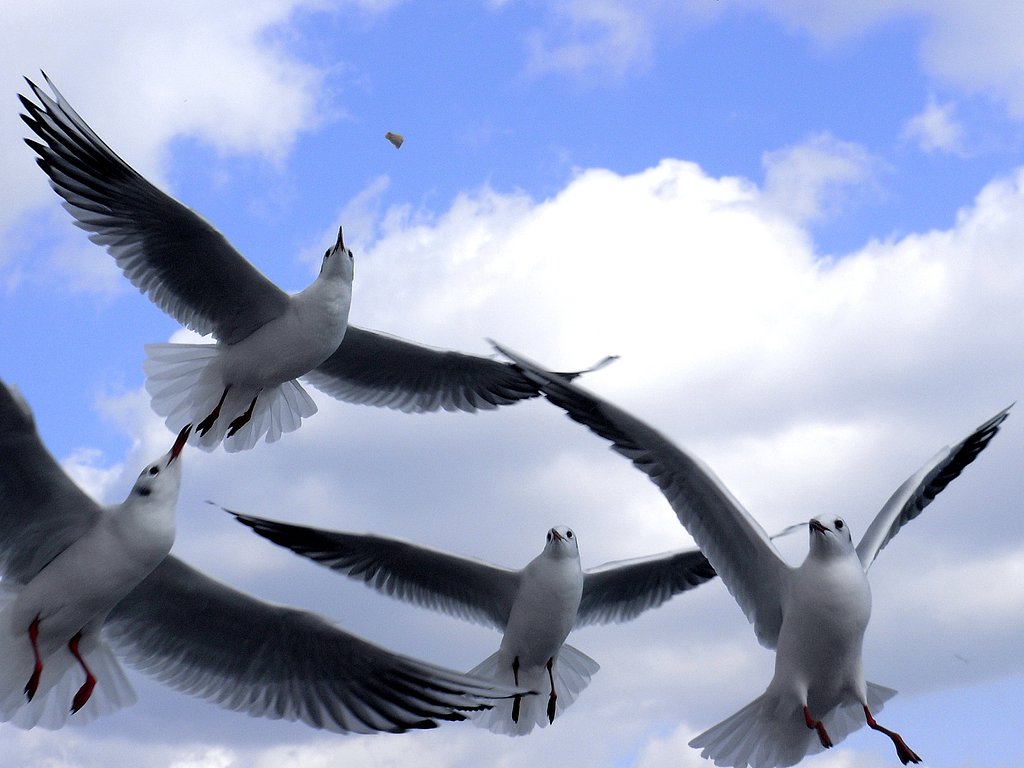 ＧＥＴ！