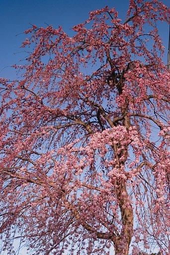 枝垂れ桜