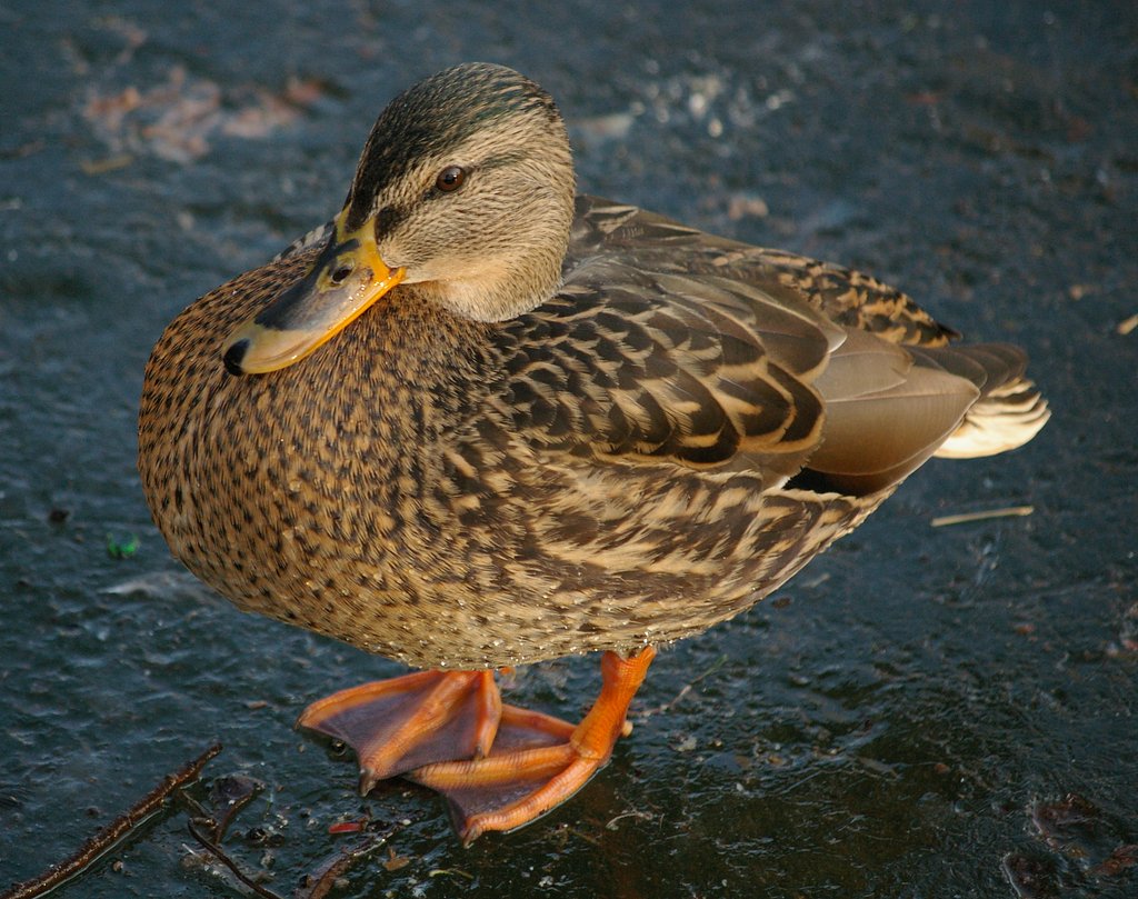 Duck on ice.