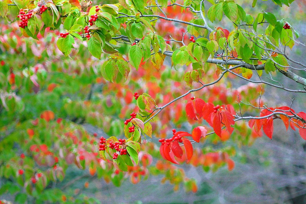 花水木