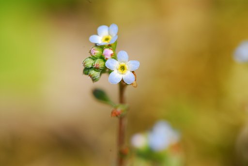 キュウリグサ