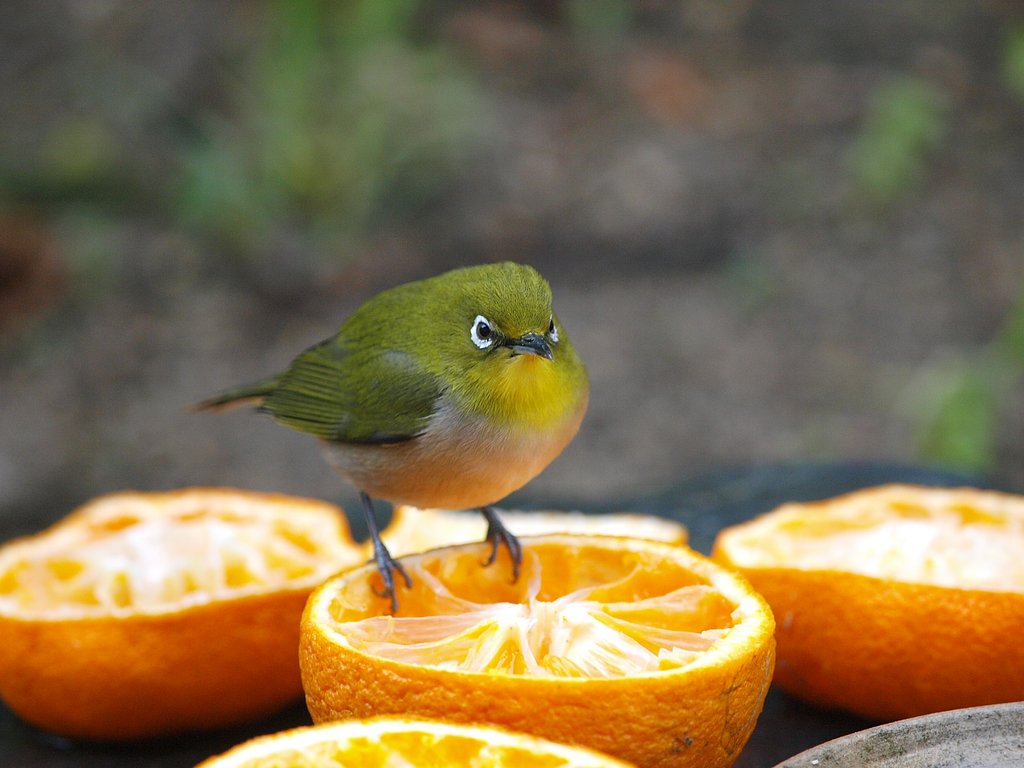 みんな私が食べました