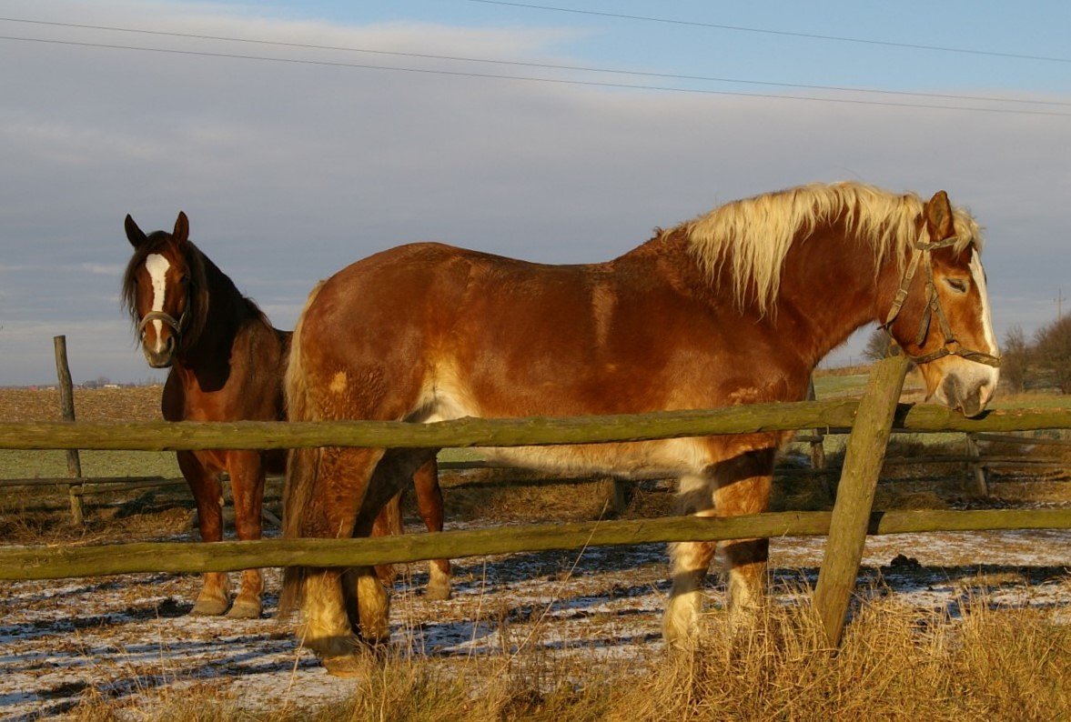 Horses