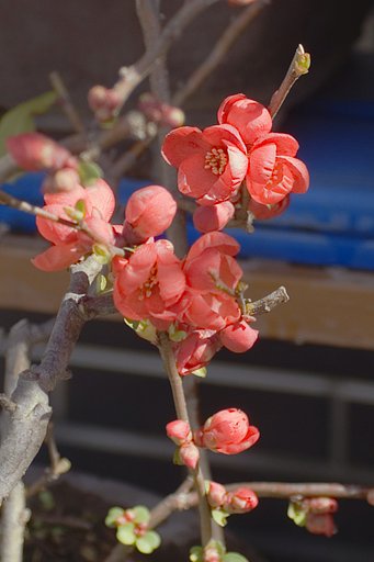 木瓜