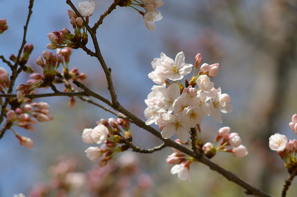 smc PENTAX-M 200mm F4