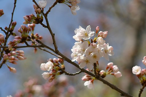 smc PENTAX-M 200mm F4