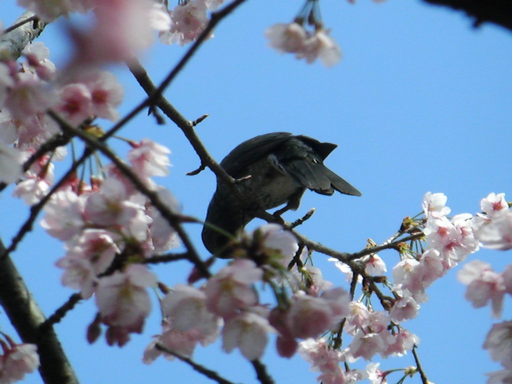 ヒヨドリと河津桜