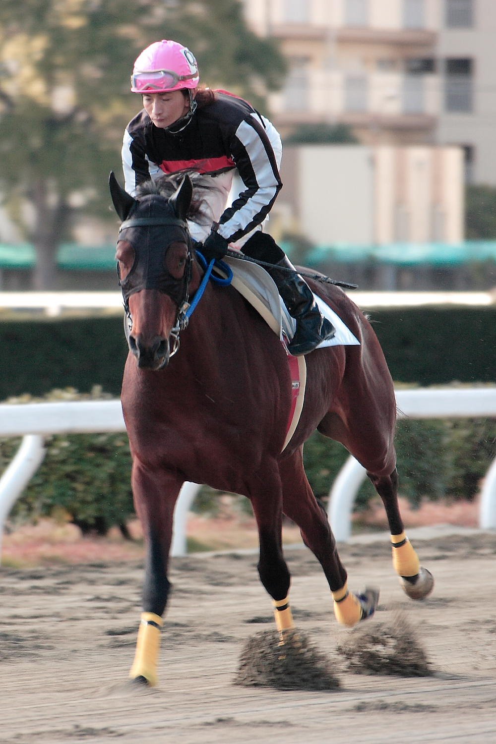 競馬馬