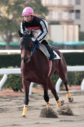 競馬馬