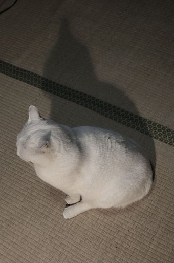 ねこの影
