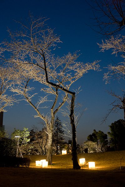 夜桜