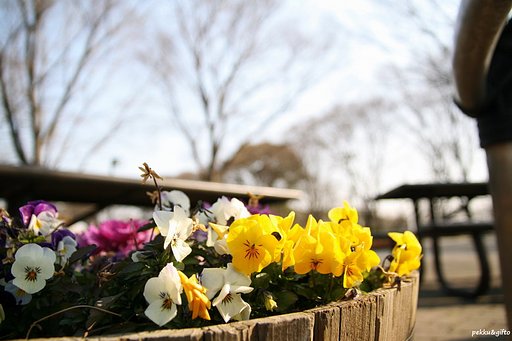 花