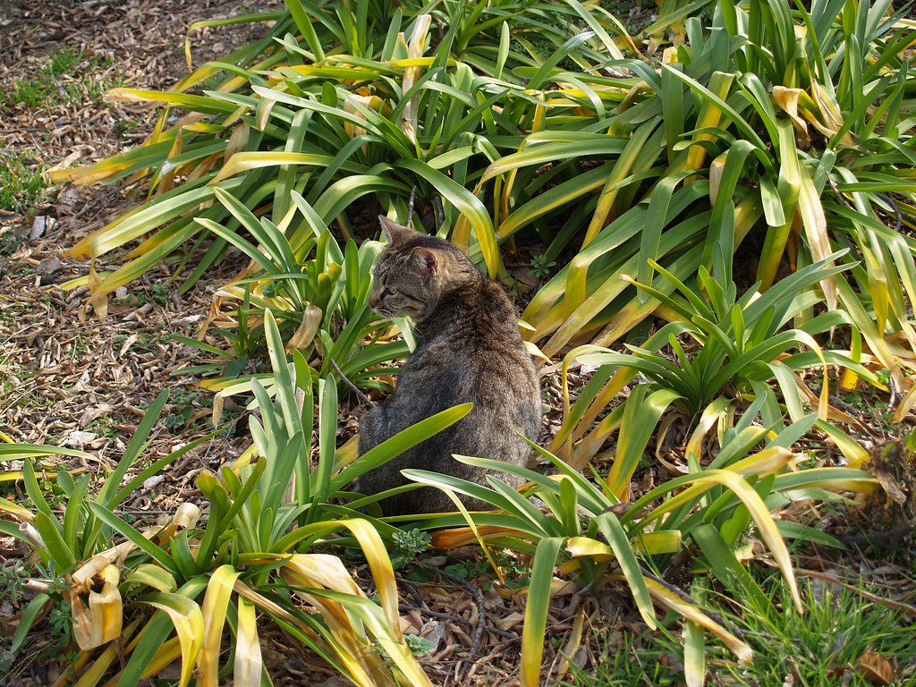 公園のねこさん