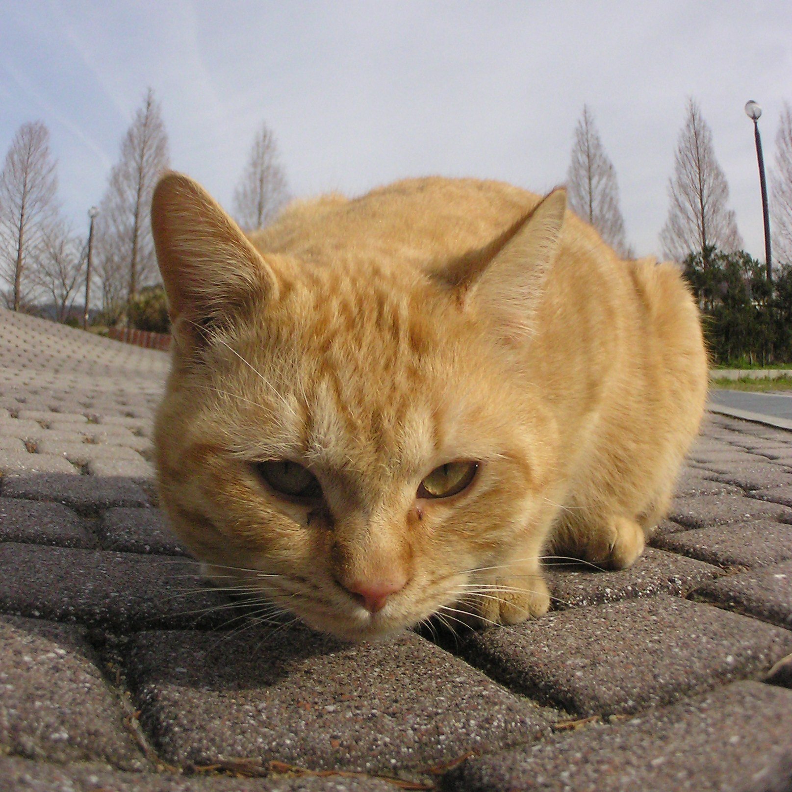 公園の野良