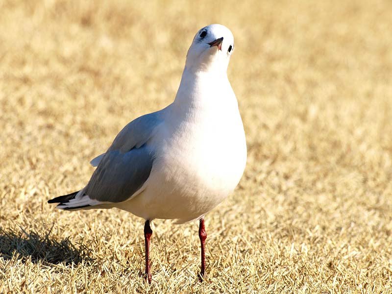 ユリカモメ