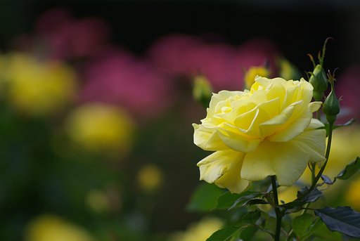 German Yellow