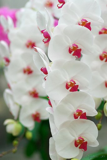 白雪の花のように