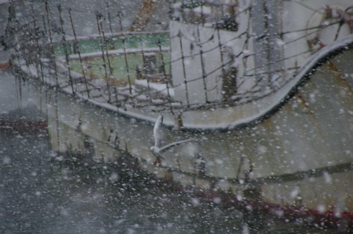 吹雪の中を飛ぶ