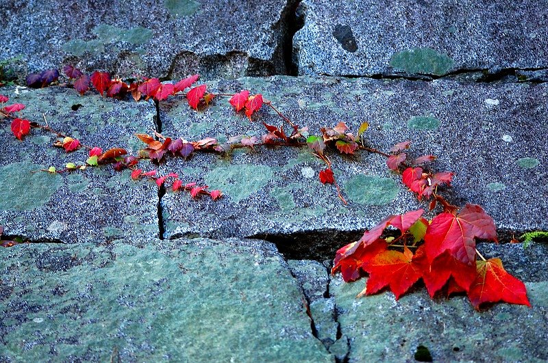 小さな秋・紅葉