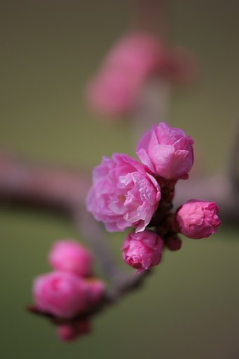 蕾