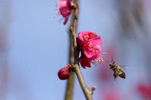 春の羽音