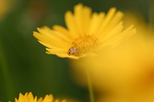 花越しの天道虫