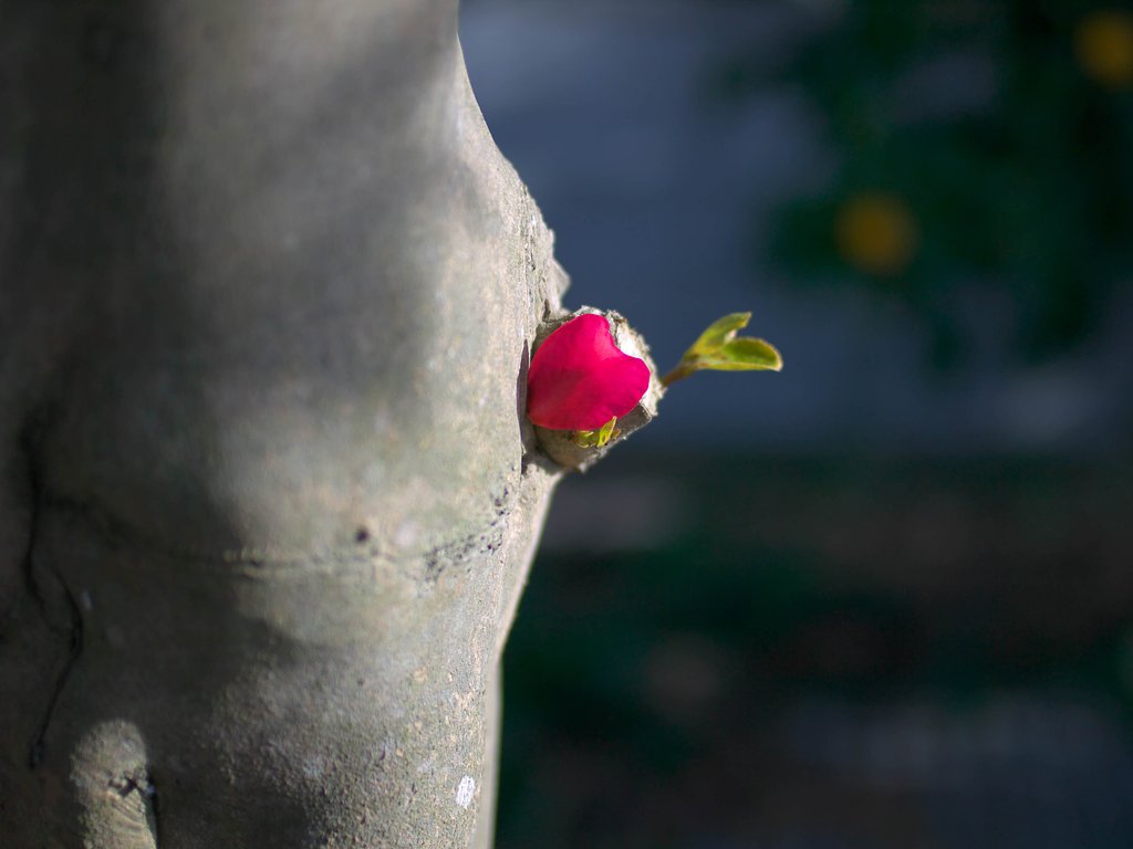 一枚の花弁・・・