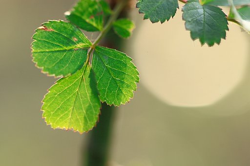 春待つ草木