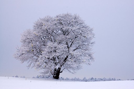 雪桜