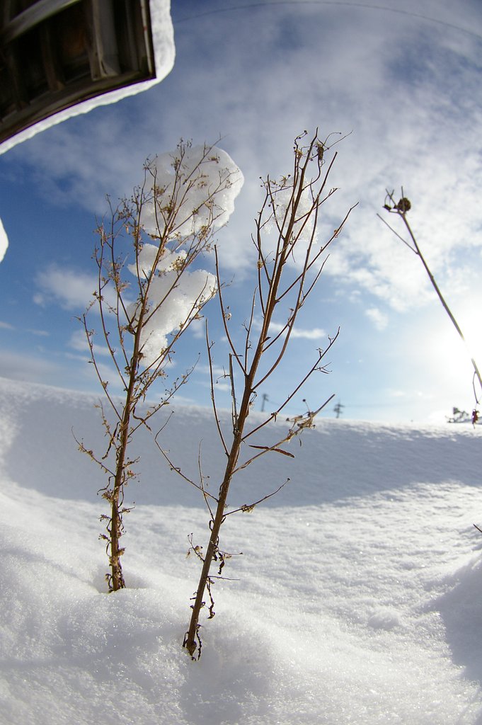 雪花